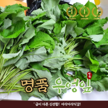 프리미엄 특품 국산 지리산 엉잎 450g 1kg 쌈밥 국내산 쌈야채 햇 우엉잎 쌈채소 샐러드채소 나물, 1개