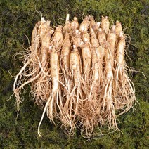 금산인삼 수삼 원수삼 소 무료세척 1채750g 18~22뿌리, 흙 묻은채 배송