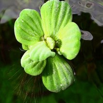 웰컴펫 물배추 (대) 2뿌리