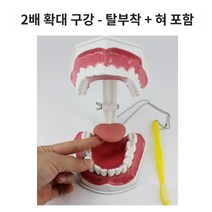 구강 모형 치아 교육 교구 치위생 가능 혀 실습 제거, 2배 확대치아(PVC 혀 아래 치아 탈부착 가능)