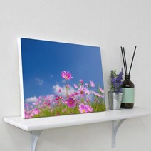 아트박스/꾸밈 bc269-캔버스액자33.4x24.2_가을코스모스꽃밭, 이미지1