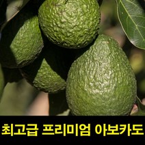 고씨네 특급 아보카토효능 1.7kg 아보카도 아보카도, 아보카토 1.5kg, 본상품선택