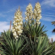 실유카 흰꽃 6치 포트묘 묘목 1개 상록 월동 화분 포트