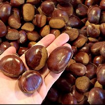 햇공주밤 1KG 칼집X 밤삶기 옥광밤 밤보관법 공주밤