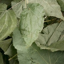 국산 강원도횡성 삼지구엽초(음양곽) 600g 차 주 효능 한약재 약초, 12WE_국산 삼지구엽초(음양곽) 600g