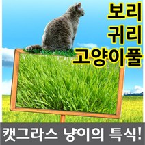 캣그라스 새싹 귀리 보리 씨앗, 새싹보리
