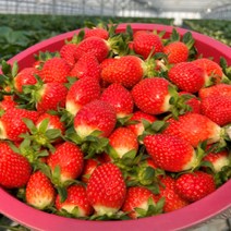 [산지직송] 경남 하동 딸기 생딸기 설향딸기 금실딸기 킹스베리 제철 과일 1kg, <b.1> 금실딸기 750g (24구)” class=”wr-img”></a></div></div></div></div><div class=