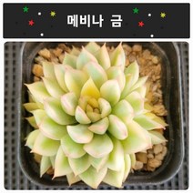 [별난다육] 내 마음까지 물들어요 다육이 10종, 9번 -(메비나 금)