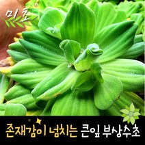 [미초신상품특가] 부상수초 물배추 수초 1뿌리 [특대형] / 부상 수초 / 초보자 수초 / 어항 수초, 특대형