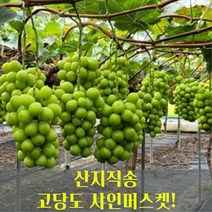 [산지직송] 고당도 샤인머스켓 망고포도 가정용 선물용 2kg 김천, 수출용 A급 샤인머스켓 2kg (3~4수), 1개