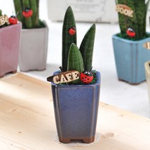 가꾸지오공기정화식물 고급테라스톤화분-뿔스투키, 단품