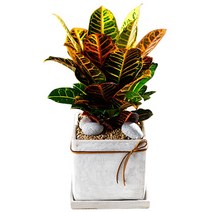 플라워365 개업 화분배달 당일배송 축하 화분 서비스 실내 관엽식물 탁상용 크로톤 croton3_20171202