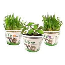 힐링타임 그루루 재배세트 3종 (귀리보리캣닢), 캣닢