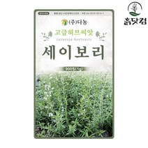 세이보리 씨앗 900립 일년초 후추대용 허브씨앗 + 네임택, 단품