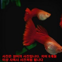 고정구피 알비노 플레드 블러드 구피, 치어10마리