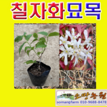 (D소망)칠자화나무묘목(포트) 3그루
