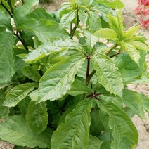 노지 햇 오가피순 1kg 유기농 생 오갈피 새순, 1개