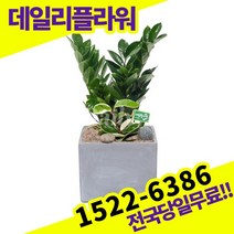 금전수 개업화분 축하화분 개업식 개업선물 식당 카페 개원 집들이 승진 취임 부임 영전 전국당일무료배송 실내관엽식물