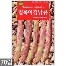 송송이 방울토마토 씨앗 50립 - 방울토마토씨앗 토마토씨앗 방울토마토씨 토마토씨 채소씨앗 주말농장 텃밭, 15_얼룩이강낭콩(70립)
