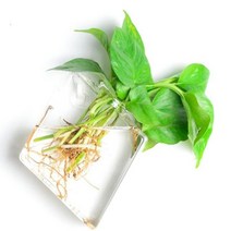 벽걸이어항 home wall hanging decoration eroupean glass 수경 벽 flower vase green plants fish tank crafts, 1개