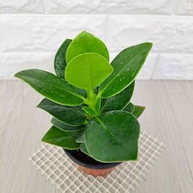 러브코리아 크루시아(소) 실내공기정화식물 공기청정식물 크루시아키우기, 단품, 1개