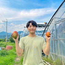 애플망고 국내산 제주 미니 망고 함안 선물세트, 3과