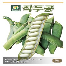 다-작두콩 100립