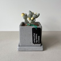 방울복랑금 화사한 다육이 희귀식물 화분세트, 01 코코아 친환경 화분(베이지), 1개