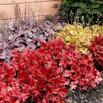 휴케라 15cm화분 5종 택1, 휴케라 4개묶음, 1개