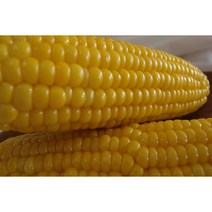 23년 수확하는 초당옥수수 Gmo 걱정없는 흙내음농장 초당옥수수 (노란옥수수) 15 20개 1박스, 20