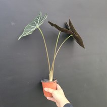 반려식물 롱기로바그란디스 알로카시아 소품 153055