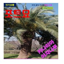 포트묘 카나리아 야자나무 2주