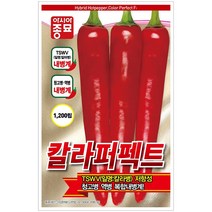 칼라퍼펙트추씨앗 1200립 고추 씨앗