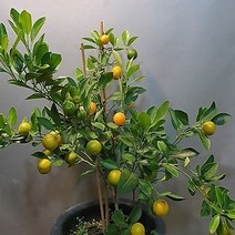 [ORDINA] 키움원예 유주나무 결실주 3년생_12818EA, 본상품선택