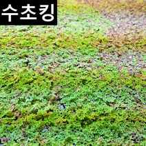 [수초킹] 키우기 쉬운 초보수초 만강홍 (부상수초) / 수초맛집, (특가) 약 50잎