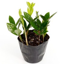 실내공기정화식물 120종 꽃 화분 미세먼지제거 아레카야자 해피트리 금전수, 모종포트, 1개