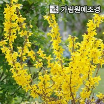 개나리 가림원예조경, 골드러쉬 4치포트(2개세트)