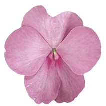 임파첸스(서양봉선화)대즐러 컬러선택(꽃씨앗 종자/ 10립), 블루펄