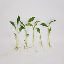 수경식물 프렌즈 스파트필름(S5) 5촉 1세트 2021 새 상품