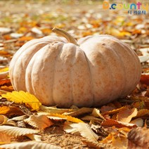 늙은호박 국산 생 맷돌호박 황금호박 노란 호박 특상품 임산부 출산후 수술후 다이어트, 3박스, 3kg~3.9kg