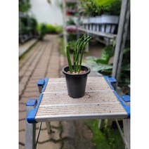 연필선인장 청산호 다육식물 소품 15-20cm 45