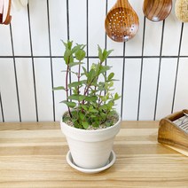 1+1 페퍼민트 키친허브 화분 세트 타임 바질 로즈마리 베란다 텃밭 허브 키우기, H10.페퍼민트, H19.구문초