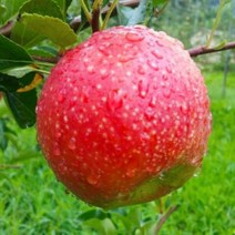 상주사과 백화산사과 10kg 36-39과 내외 문장대사과 성주봉사과, 상세페이지 참조