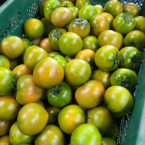농장직송 단짠단짠 고당도 햇 대저토마토 1박스 2.5kg
