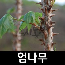 엄나무/음나무/엄나무묘목/음나무묘목/도시농부, 실생2년 (1-1묘)