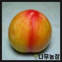 (나무농장) 자두나무 포모샤 접목1년 묘목