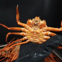 포항 구룡포 연지 홍게 박달 대게 수율 시세 자숙 영덕 주문진 3kg, 연지-실속3kg(8~12마리), 1개