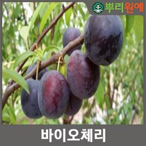 서양 자두와 체리의 교배종 바이오체리 (흑등금) 1주 hsc