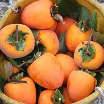 감중에 으뜸 햇 대봉 홍시 감 10kg, 대봉 중과 40과내외 10kg