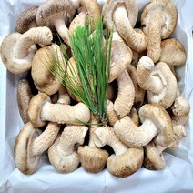 송향버섯(송화 송고버섯 착한 송이버섯), 1개, 표준형1kg